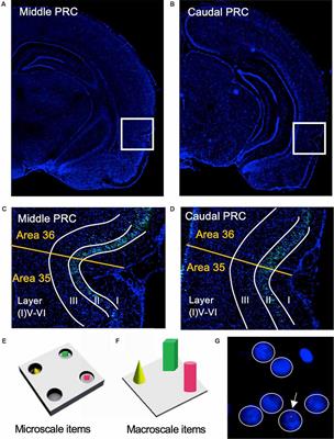 The Perirhinal Cortex Engages in Area and Layer-Specific Encoding of Item Dimensions